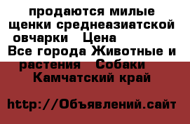 продаются милые щенки среднеазиатской овчарки › Цена ­ 30 000 - Все города Животные и растения » Собаки   . Камчатский край